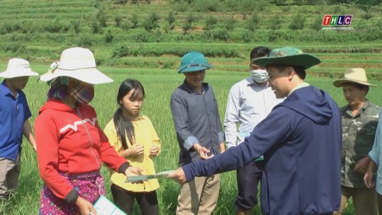 Hỗ trợ người dân chăm sóc, phòng trừ sâu bệnh hại cây trồng