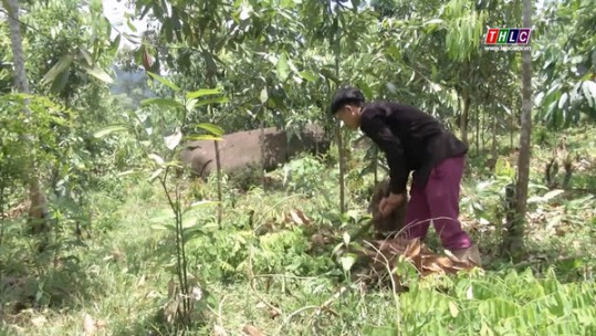 Liêm Phú phấn đấu 80% diện tích đạt tiêu chuẩn quế hữu cơ
