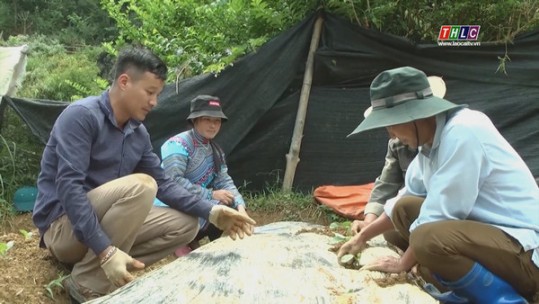 18 ha rau bắp cải trái vụ của nông dân Si Ma Cai đã có đầu ra ổn định