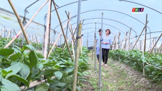 Sa Pa tập trung phát triển nông nghiệp ứng dụng công nghệ cao