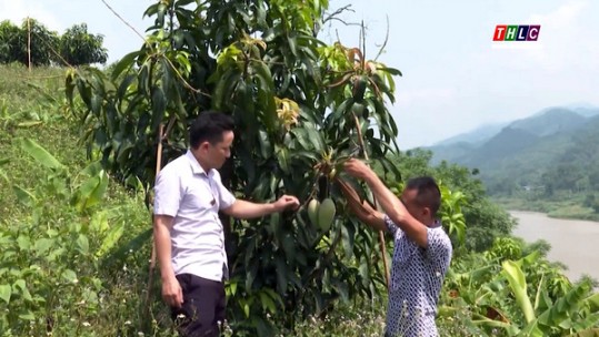 Xác định cây trồng chủ lực: Hướng thoát nghèo của xã Nậm Chạc