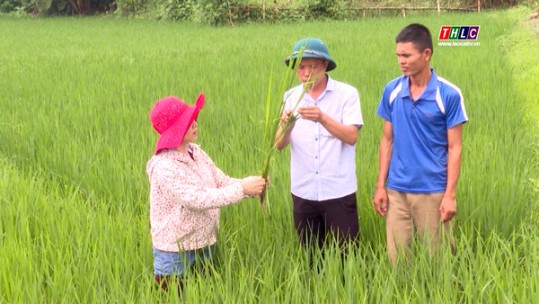 Các địa phương cần chủ động phòng trừ sâu bệnh gây hại lúa mùa
