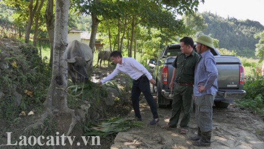 Hội Cựu chiến binh Lào Cai đồng hành cùng hội viên phát triển kinh tế