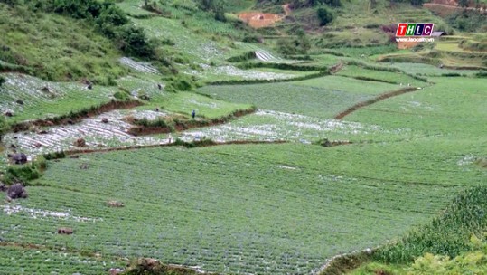 Lào Cai nhiều tiềm năng phát triển cây dược liệu