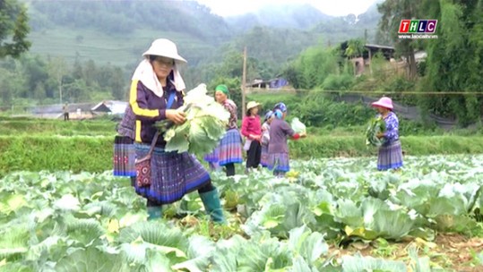 Hiệu quả từ liên kết tiêu thụ rau bắp cải ở Mường Khương