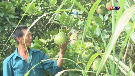 Hiệu quả bước đầu quy hoạch sản xuất theo vùng ở Gia Phú