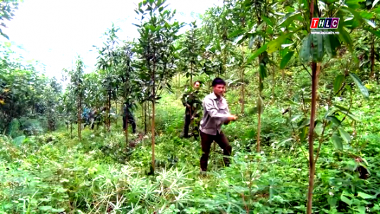 Lào Cai phát triển lâm nghiệp ứng phó với biến đổi khí hậu