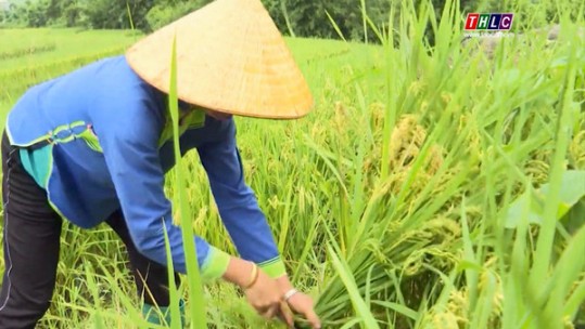 Kỳ vọng từ cây lúa ĐS thuần chất lượng cao