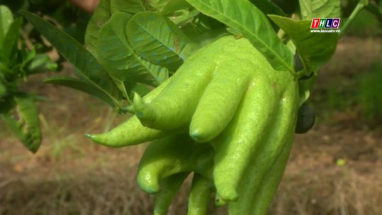 Làm giàu từ cây phật thủ