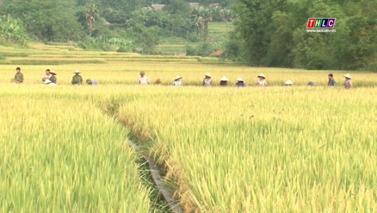 Hy vọng mới từ sản xuất lúa thuần chất lượng cao