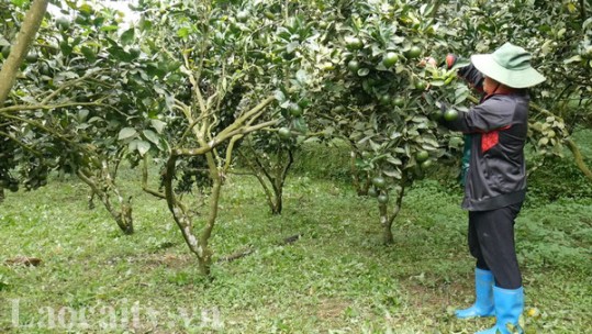 Quýt Mường Khương - Quả ngọt trên vùng biên giới