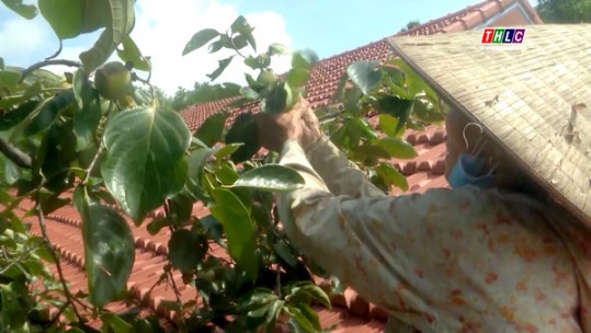 Sản lượng hồng không hạt của Tân An giảm mạnh