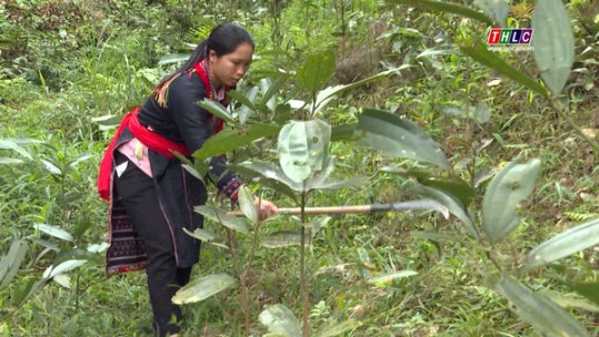 Cần có biện pháp kiểm soát chất lượng cây quế giống