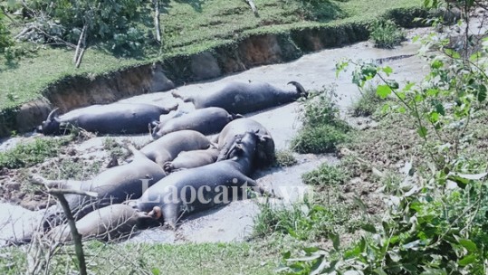 Bảo Yên: Sét đánh chết 9 con trâu, thiệt hại khoảng 400 triệu đồng