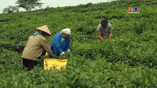 Thách thức của sản phẩm chè Lào Cai trước cơ hội tham gia thị trường châu Âu