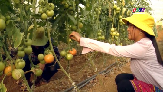 Hướng đi mới trong phát triển kinh tế ở xã Ngũ Chỉ Sơn