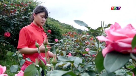 Kinh tế nông nghiệp đóng góp tích cực vào mục tiêu tăng trưởng GRDP của Lào Cai