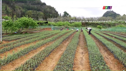 Giá trị sản xuất nông nghiệp của Lào Cai tăng bình quân 6,2%/năm