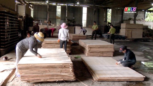 Lào Cai phát triển 16 chuỗi liên kết sản xuất trong lâm nghiệp