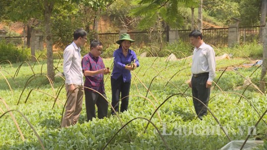 Lào Cai có 5 cây dược liệu đạt tiêu chí của Tổ chức Y tế Thế giới