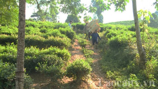 Công ty Cổ phần chè Thanh Bình: Giữ ổn định vùng nguyên liệu để phát triển sản xuất, kinh doanh