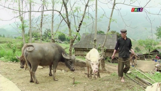 Ngành Chăn nuôi của Lào Cai tăng trưởng bền vững