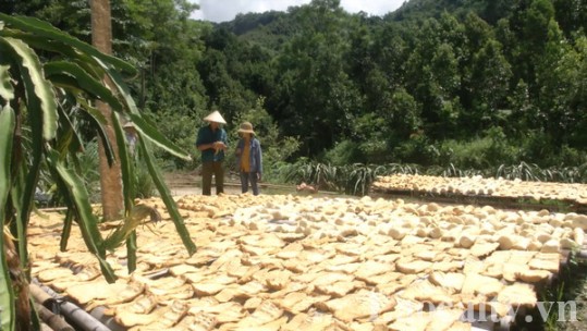 Việt Tiến (Bảo Yên) phát triển măng đặc sản