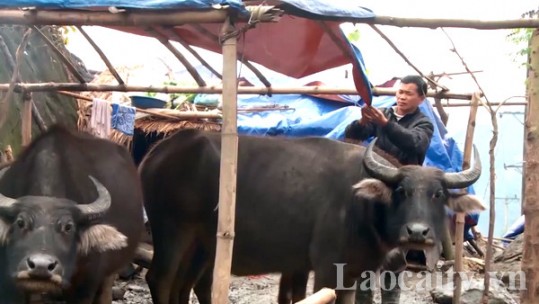 Chủ động phòng chống đói rét cho đàn gia súc