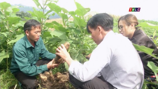 Hoàng sin cô - cây triển vọng thoát nghèo ở vùng cao Bát xát