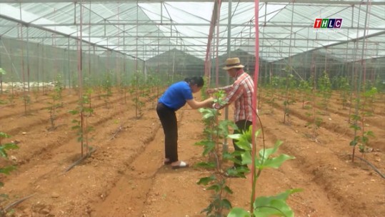 Nông dân Điện Quang năng động, sáng tạo trong phát triển kinh tế