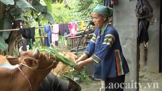 Phát triển chăn nuôi đại gia súc: Hướng thoát nghèo bền vững cho người dân Tả Gia Khâu