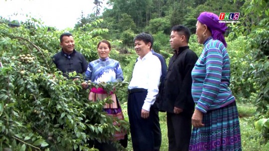 Hiệu quả từ chuyển đổi cây trồng đúng hướng