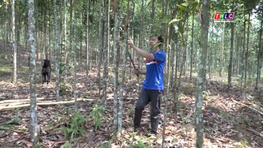 Bảo Yên phát triển rừng trở thành nền kinh tế mũi nhọn
