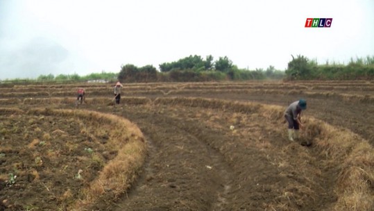 Triển khai sớm sản xuất cây trồng vụ đông