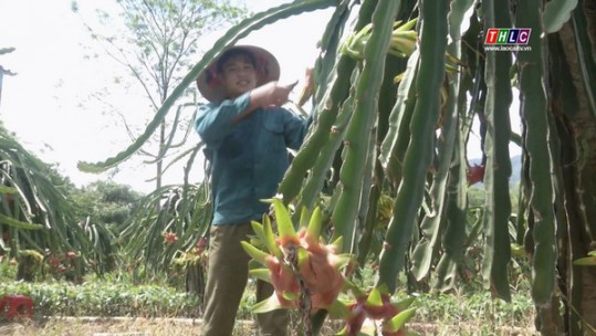 Ươm mầm xanh, gieo trái ngọt ở bản Hàm Rồng