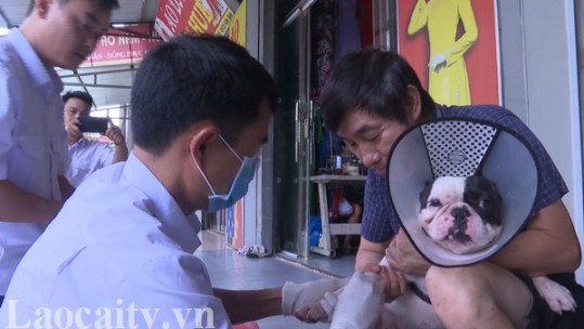 Đẩy mạnh các giải pháp phòng chống bệnh dại chó trên địa bàn tỉnh