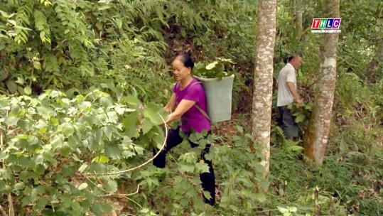 Phát triển bền vững lâm sản ngoài gỗ