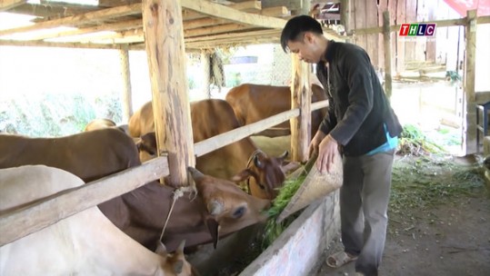 Hiệu quả kinh tế từ mô hình nuôi bò nhốt