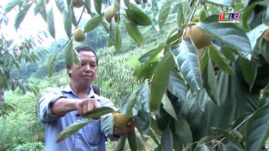 Nâng cao thu nhập nhờ trồng cây hồng giòn