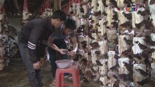 Tín hiệu vui từ mô hình trồng thí điểm mộc nhĩ đen