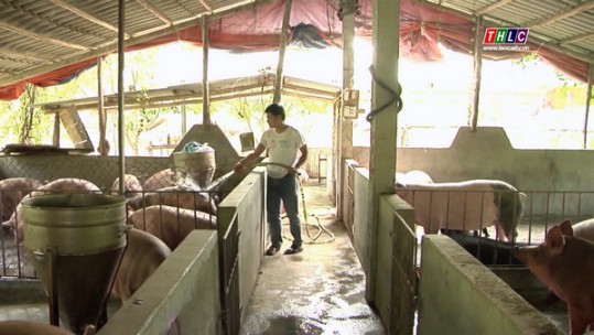 Nhân rộng mô hình chăn nuôi lợn an toàn sinh học