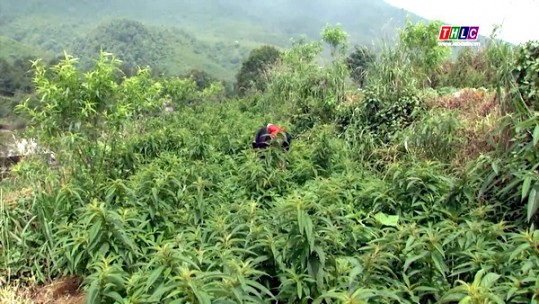 Cần hướng phát triển bền vững cho cây dược liệu
