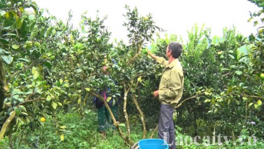 Hướng tới phát triển bền vững cây ăn quả có múi