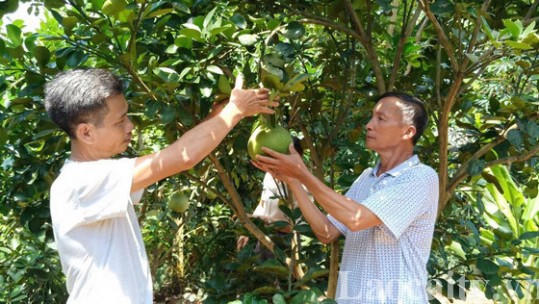 Phát triển sản phẩm OCOP tạo sức bật xây dựng nông thôn mới