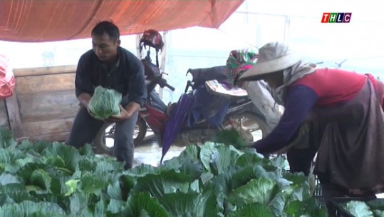 Nông dân xã Nấm Lư thu hoạch rau trái vụ
