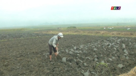 Hợp Thành đẩy mạnh sản xuất vụ đông