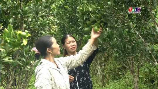 Khai thác thế mạnh vùng chuyên canh nông nghiệp