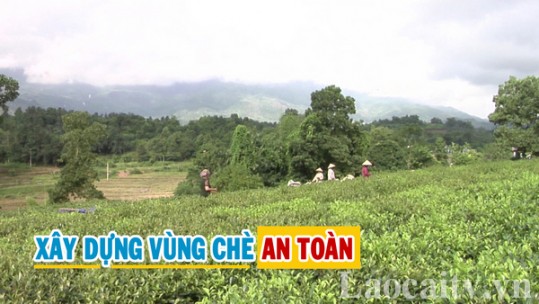 Lào Cai hướng đến mục tiêu xây dựng vùng chè an toàn