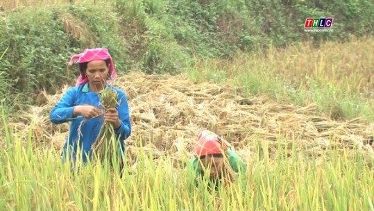 Liên kết xây dựng chuỗi gạo Séng cù Mường Khương
