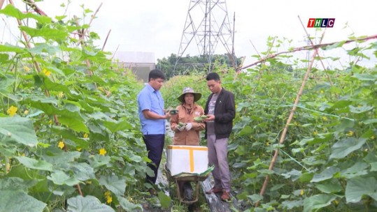 Xây dựng thành công mô hình liên kết cây dưa chuột vụ đông tại xã Gia Phú